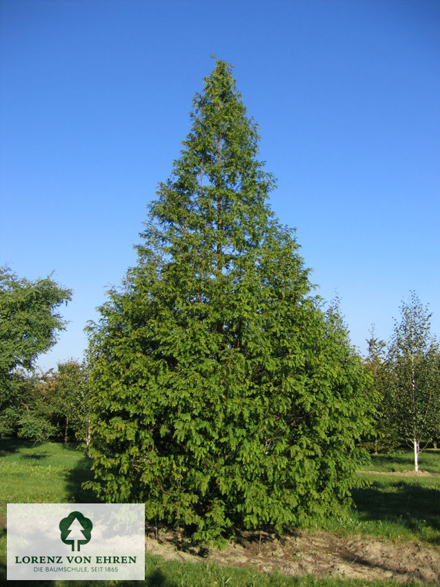 Metasequoia glyptostroboides