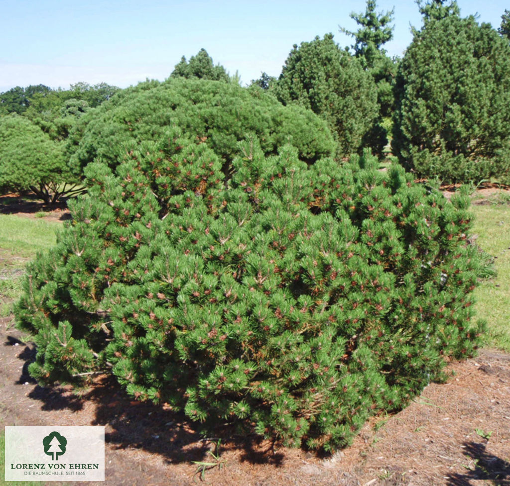 Pinus mugo mughus