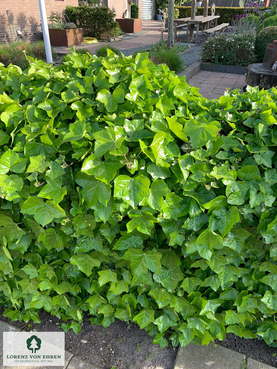 Hedera helix hibernica