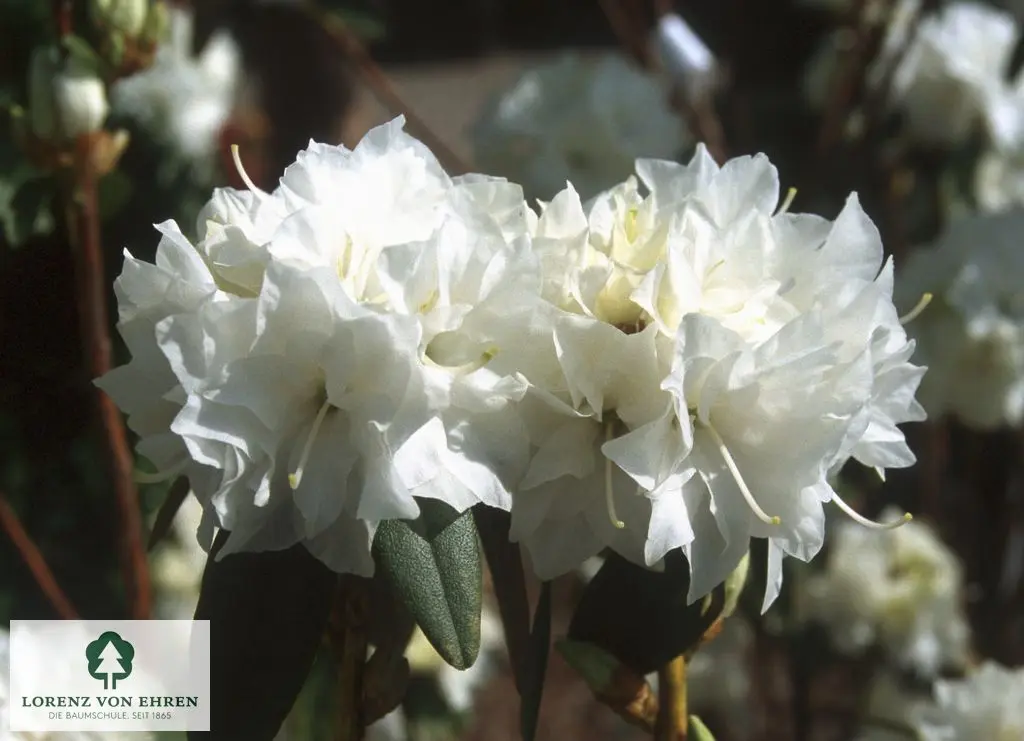 Rhododendron dauricum 'Double White'