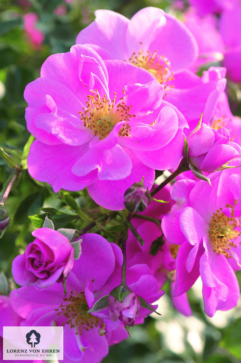 Rosa 'Bienenweide Rosa'