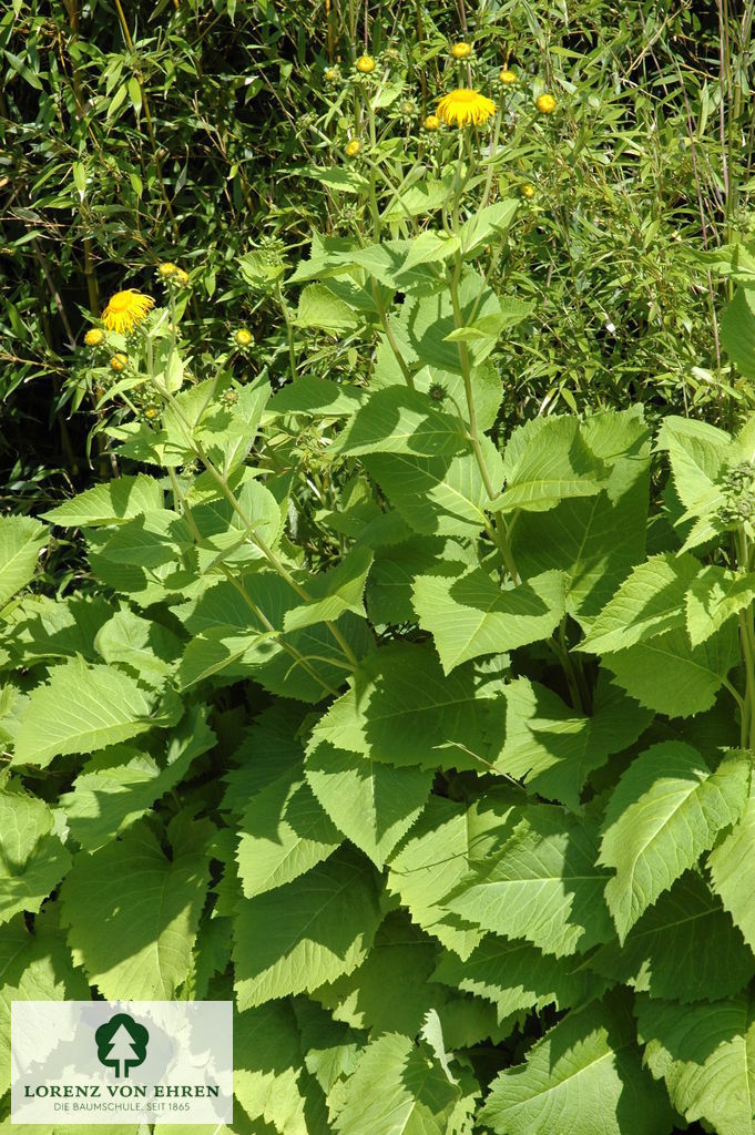 Inula magnifica