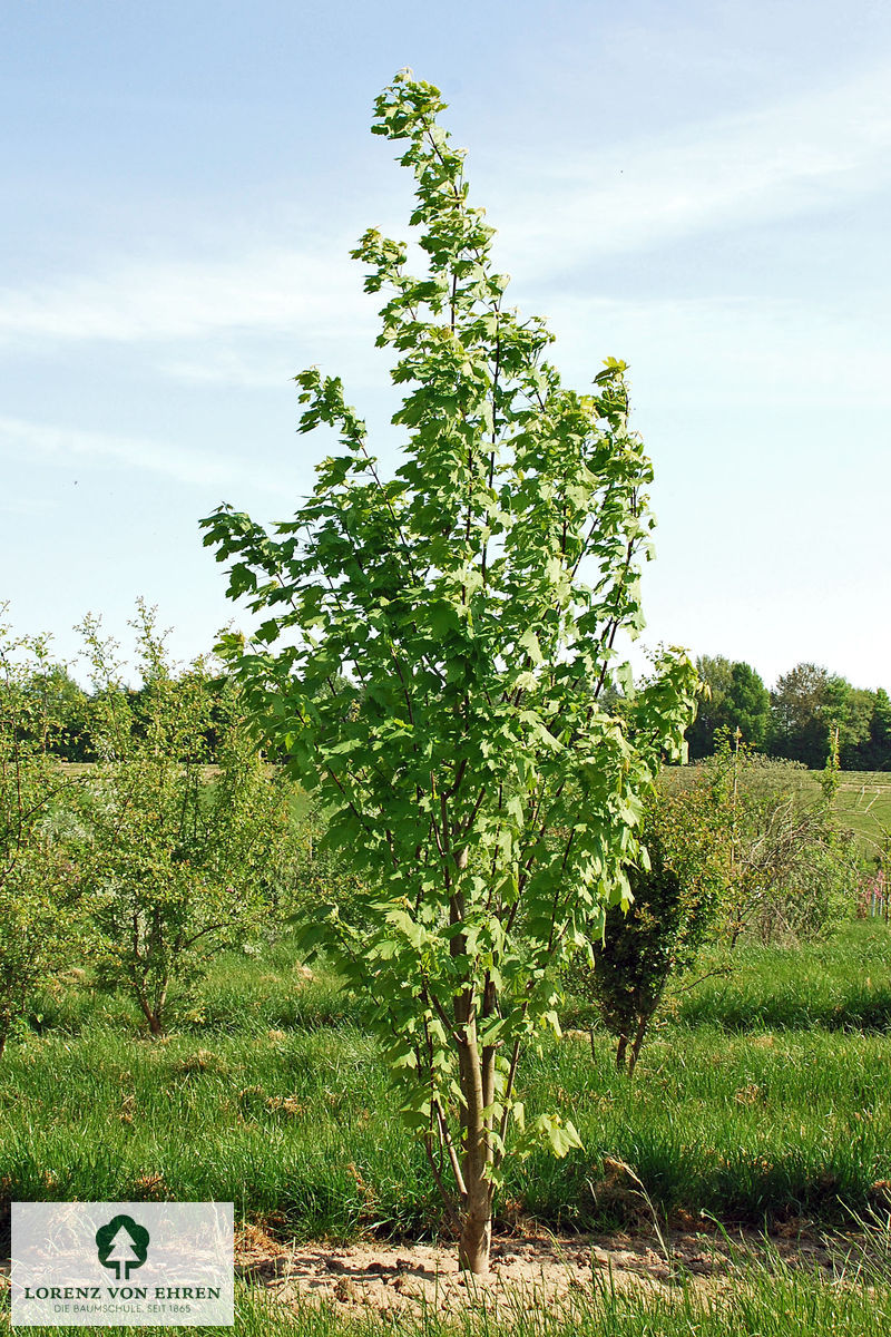 Acer freemanii 'Armstrong'