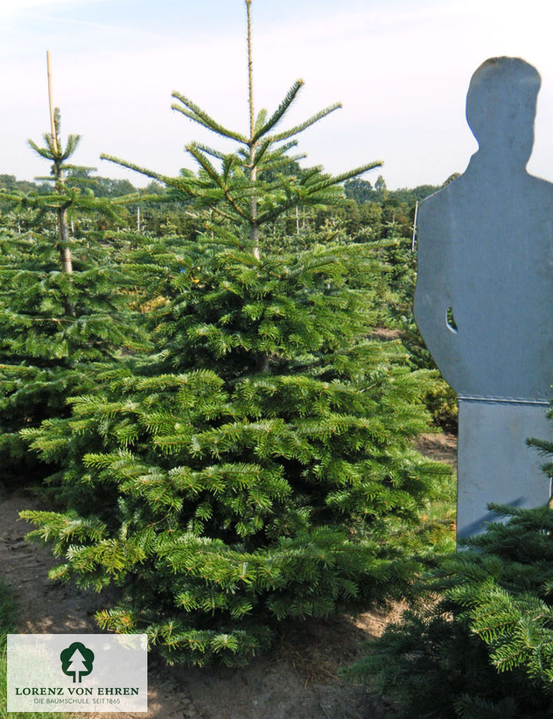 Abies nordmanniana