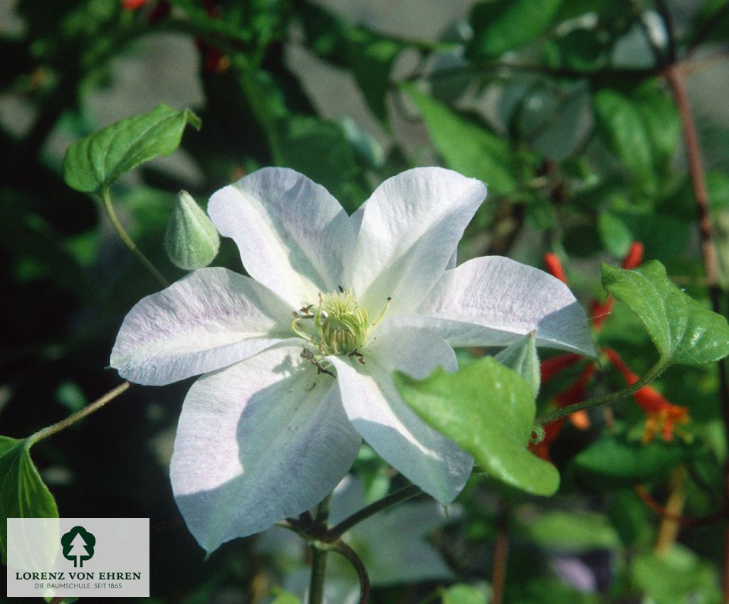 Clematis 'Jackmanii Alba'