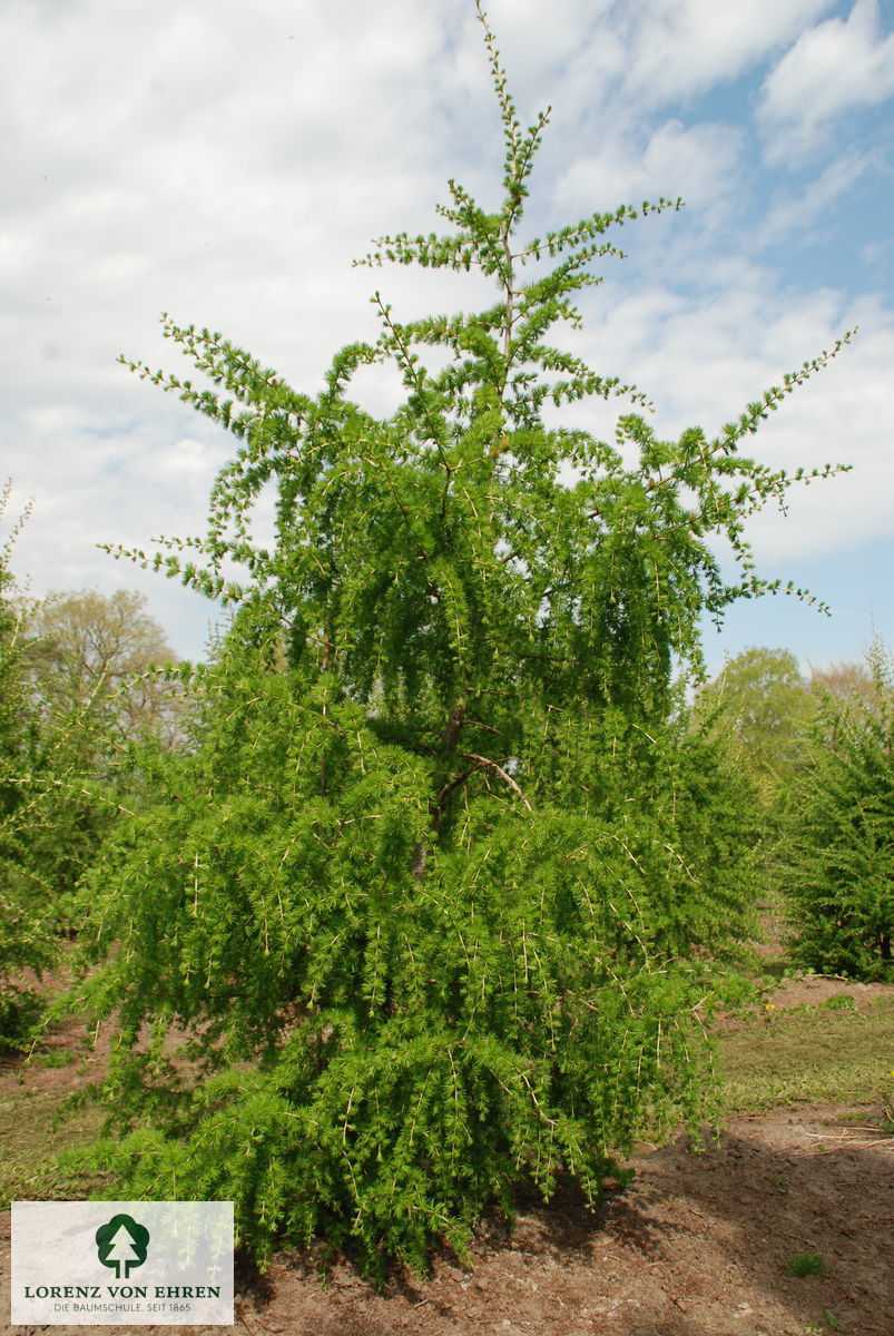 Larix decidua