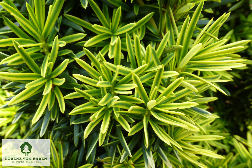 Taxus baccata 'Fastigiata Aureomarginata'