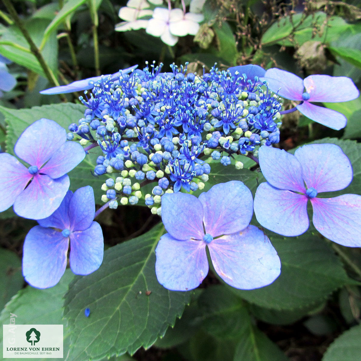 Hydrangea macrophylla 'Mariesii Perfecta'