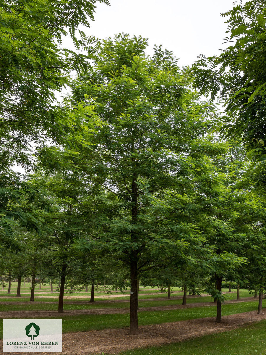 Robinia pseudoacacia 'Nyirségí'