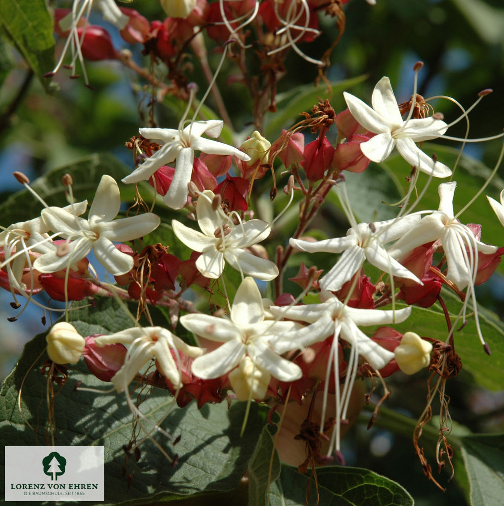 Clerodendrum trichotomum fargesii