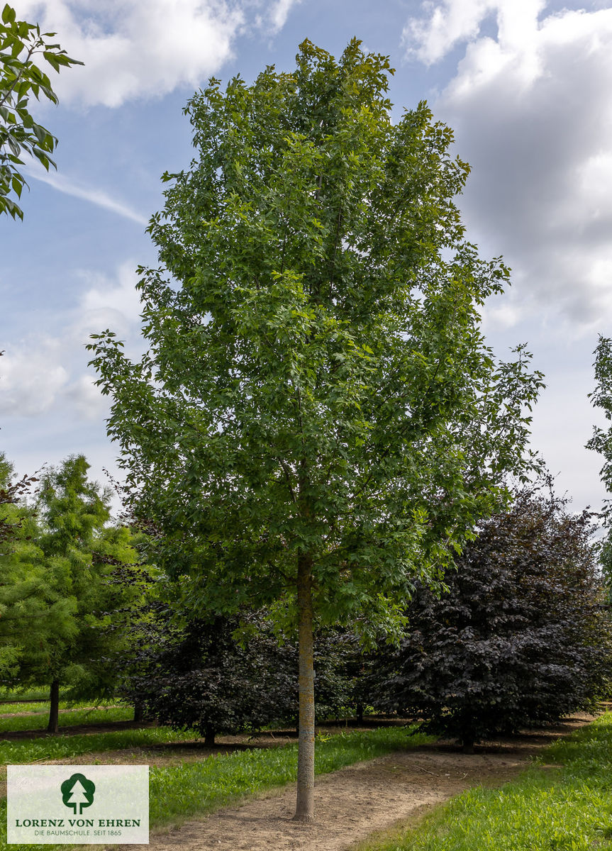 Fraxinus pennsylvanica 'Zundert'