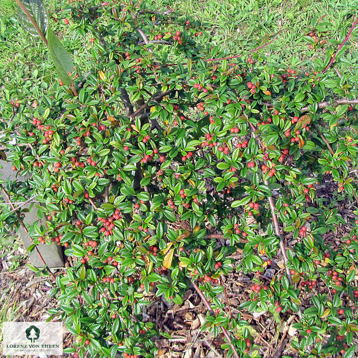 Cotoneaster salicifolius 'Repens'