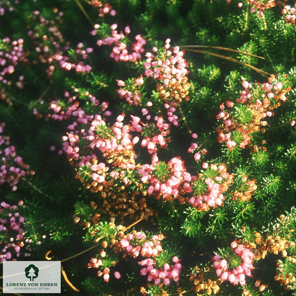 Erica vagans