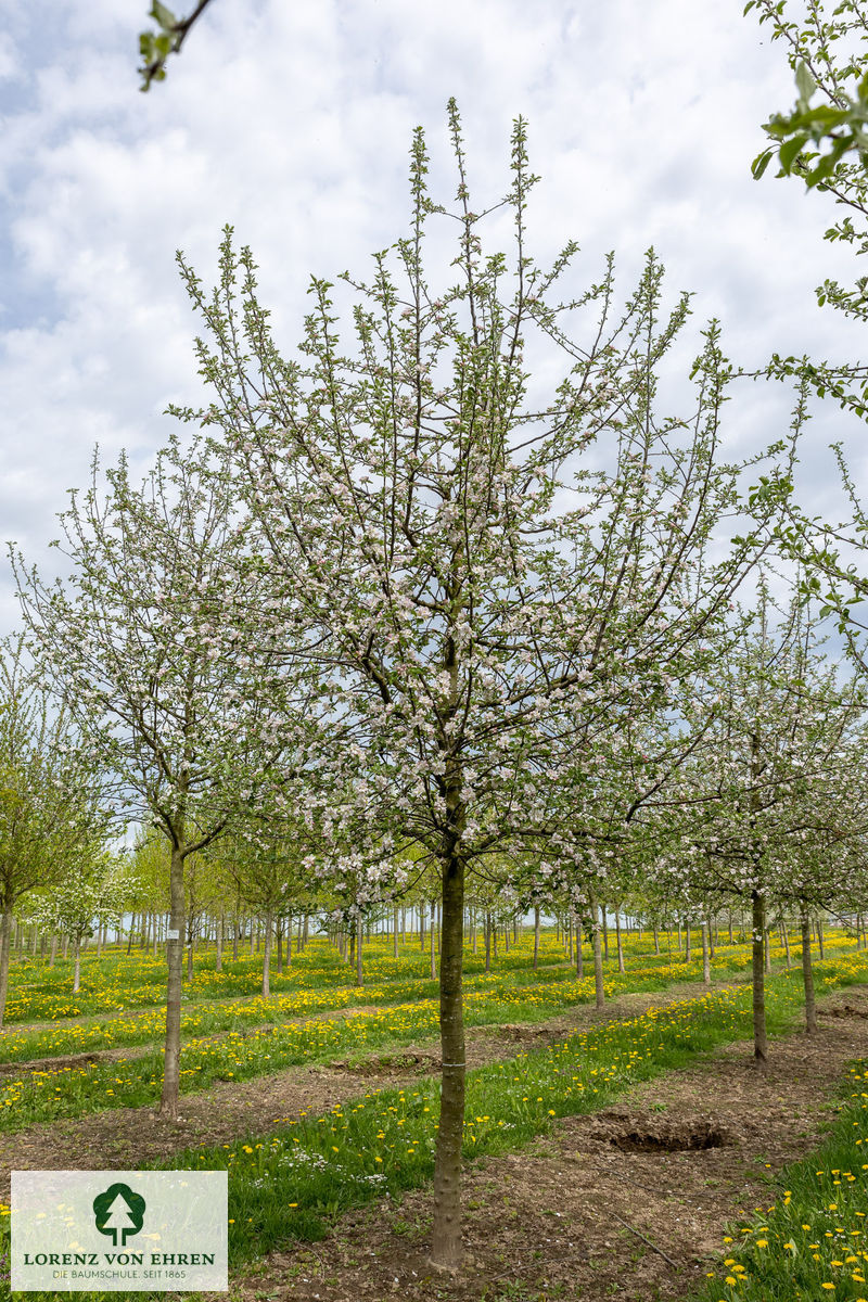 Malus domestica 'Holsteiner Cox'