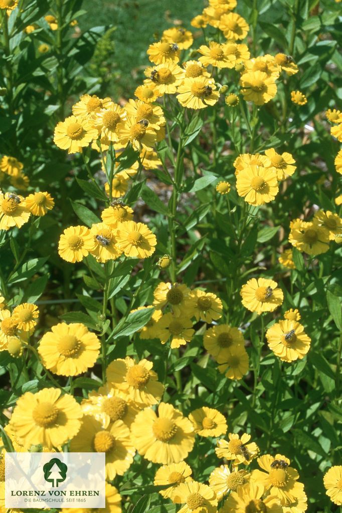 Helenium cultorum 'Kugelsonne'