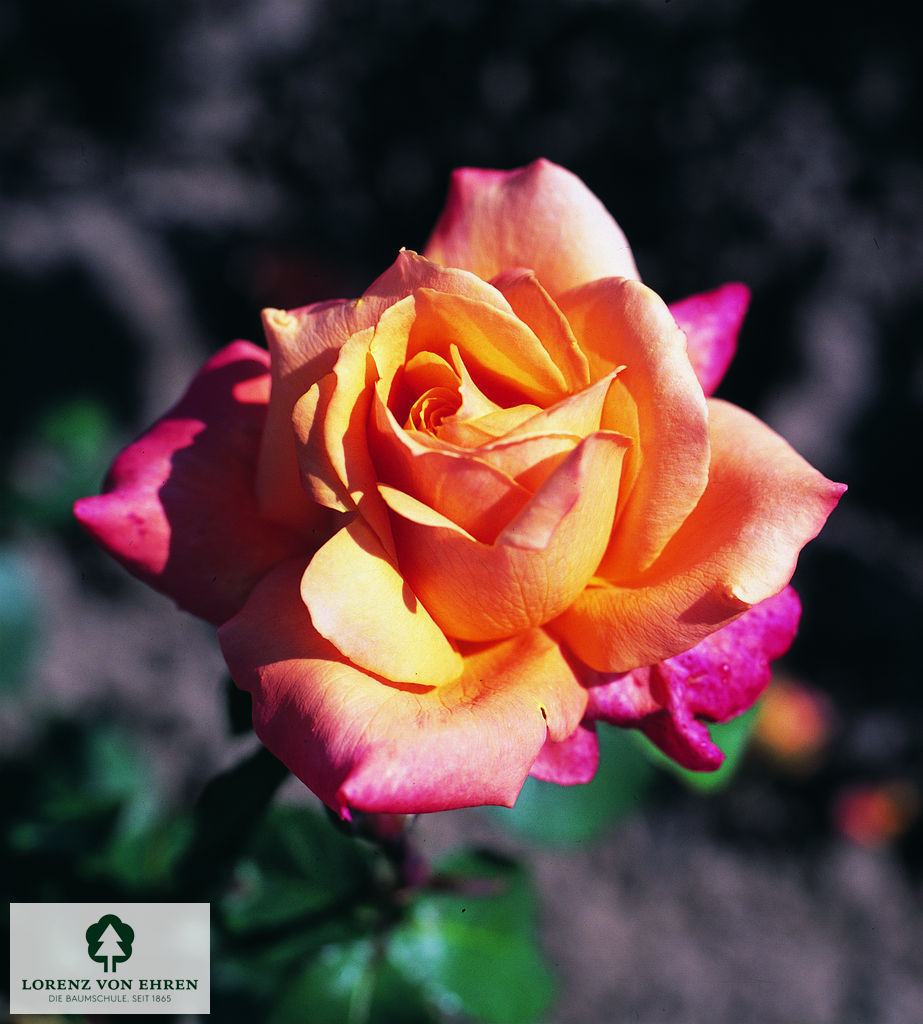 Rosa 'Lolita'