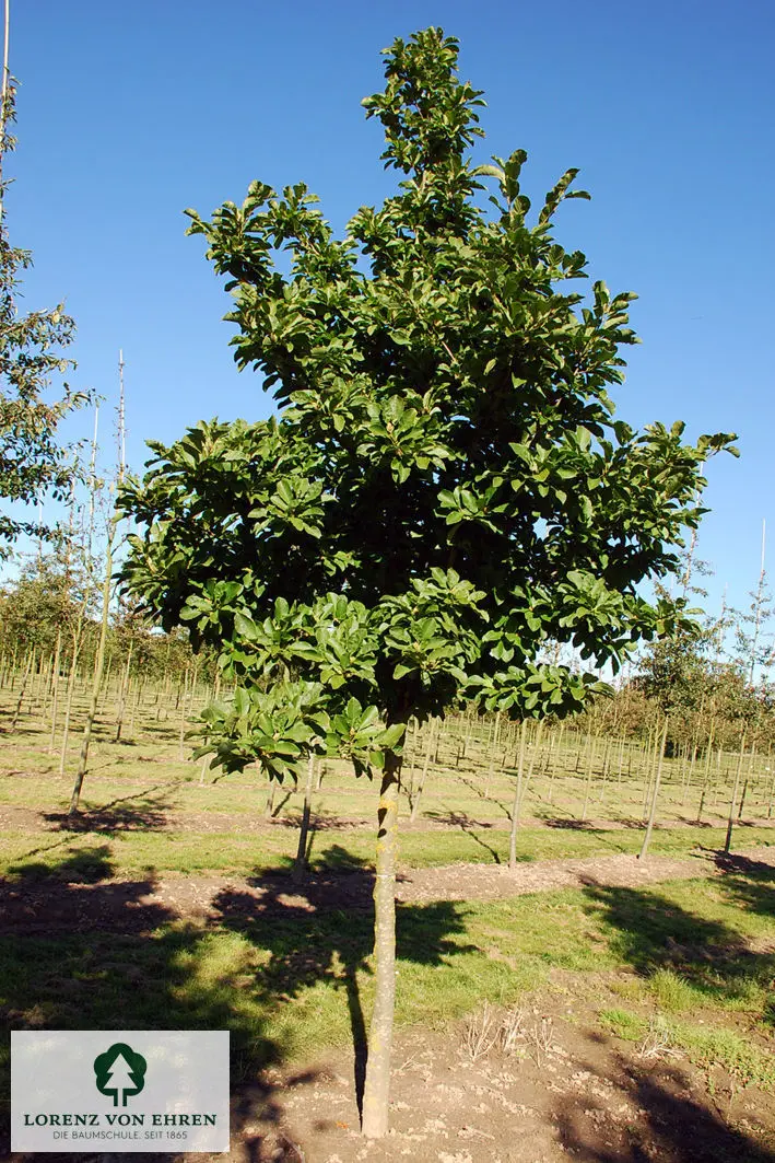 Magnolia loebneri 'Merrill'