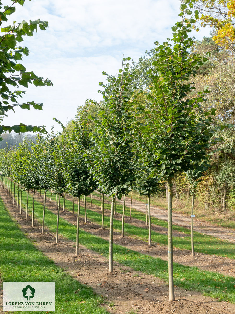 Tilia platyphyllos