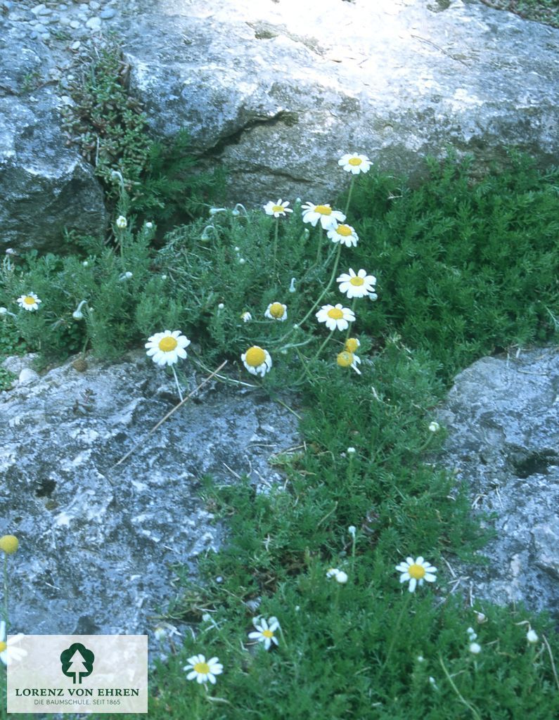 Matricaria caucasica