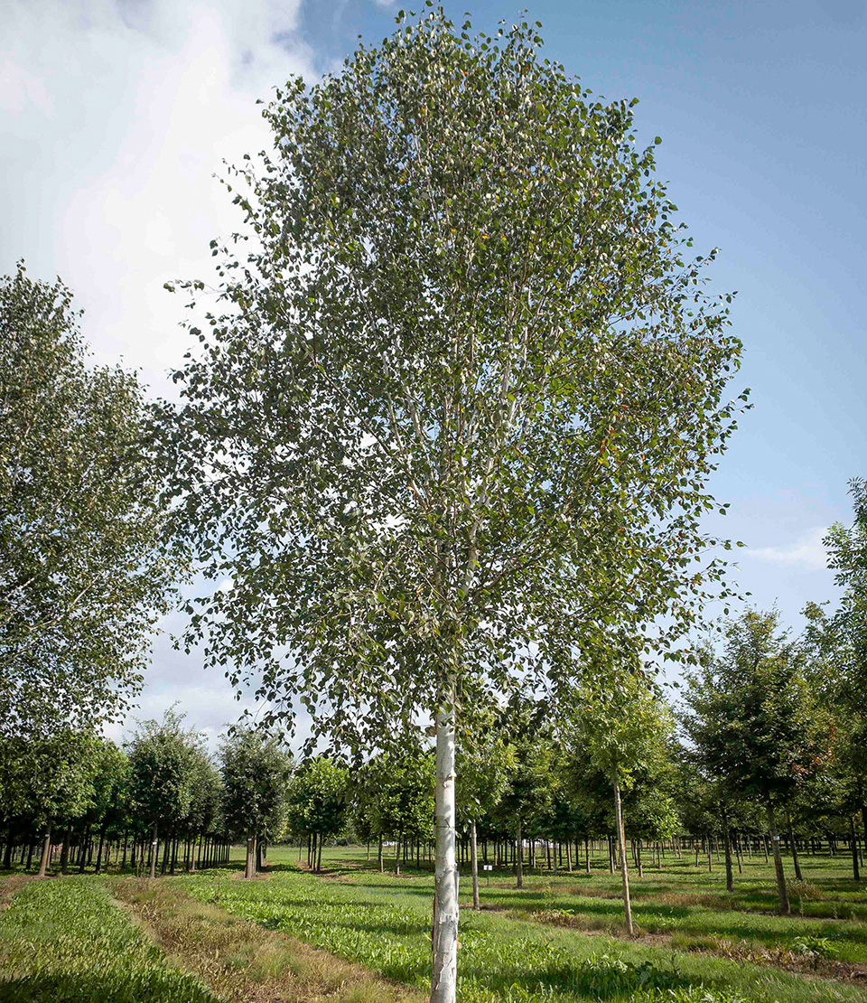 Baum mit weißer Rinde