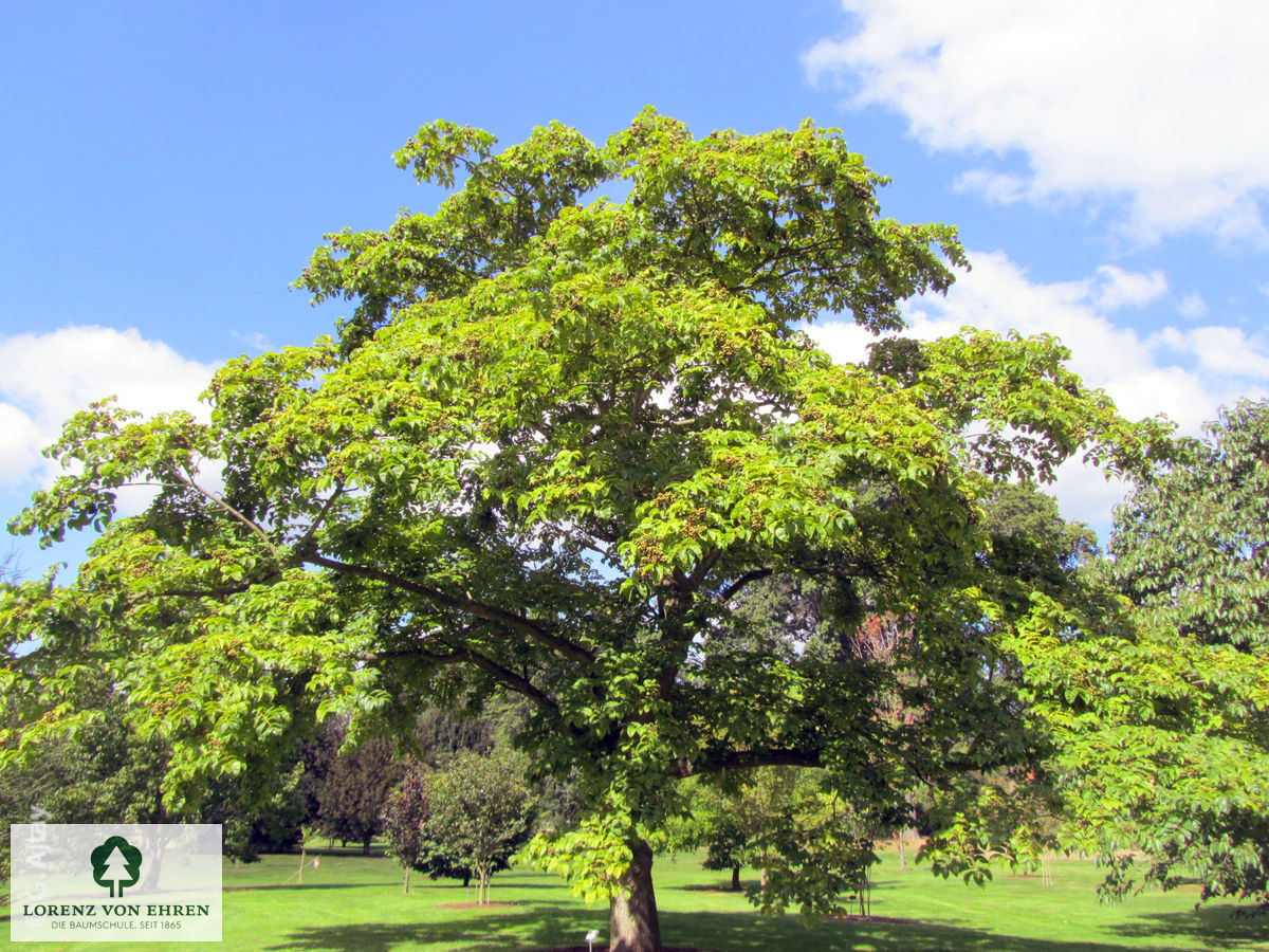 Phellodendron amurense