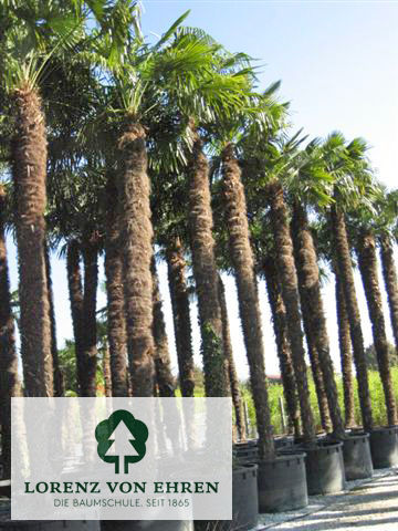 Trachycarpus fortunei