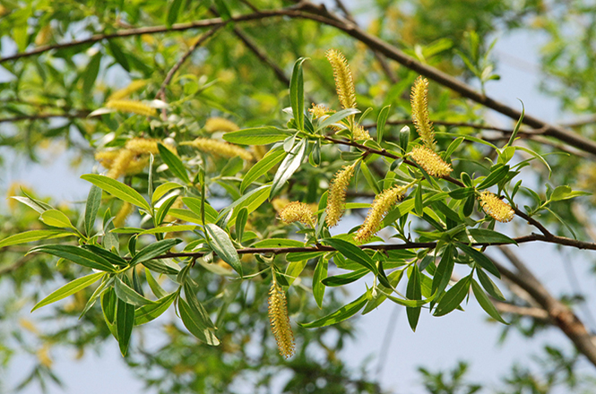 Salix alba in wunderschöner gelber Blüte Anfang Mai