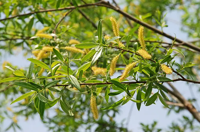Salix alba in wunderschöner gelber Blüte Anfang Mai