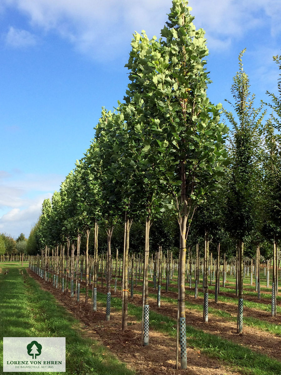 Liriodendron tulipifera 'Fastigiatum'