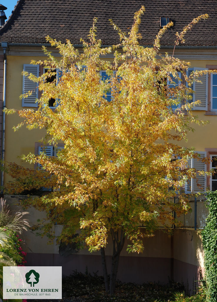 Acer saccharinum 'Wieri'