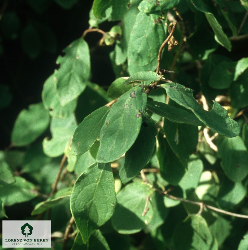 Lonicera xylosteum