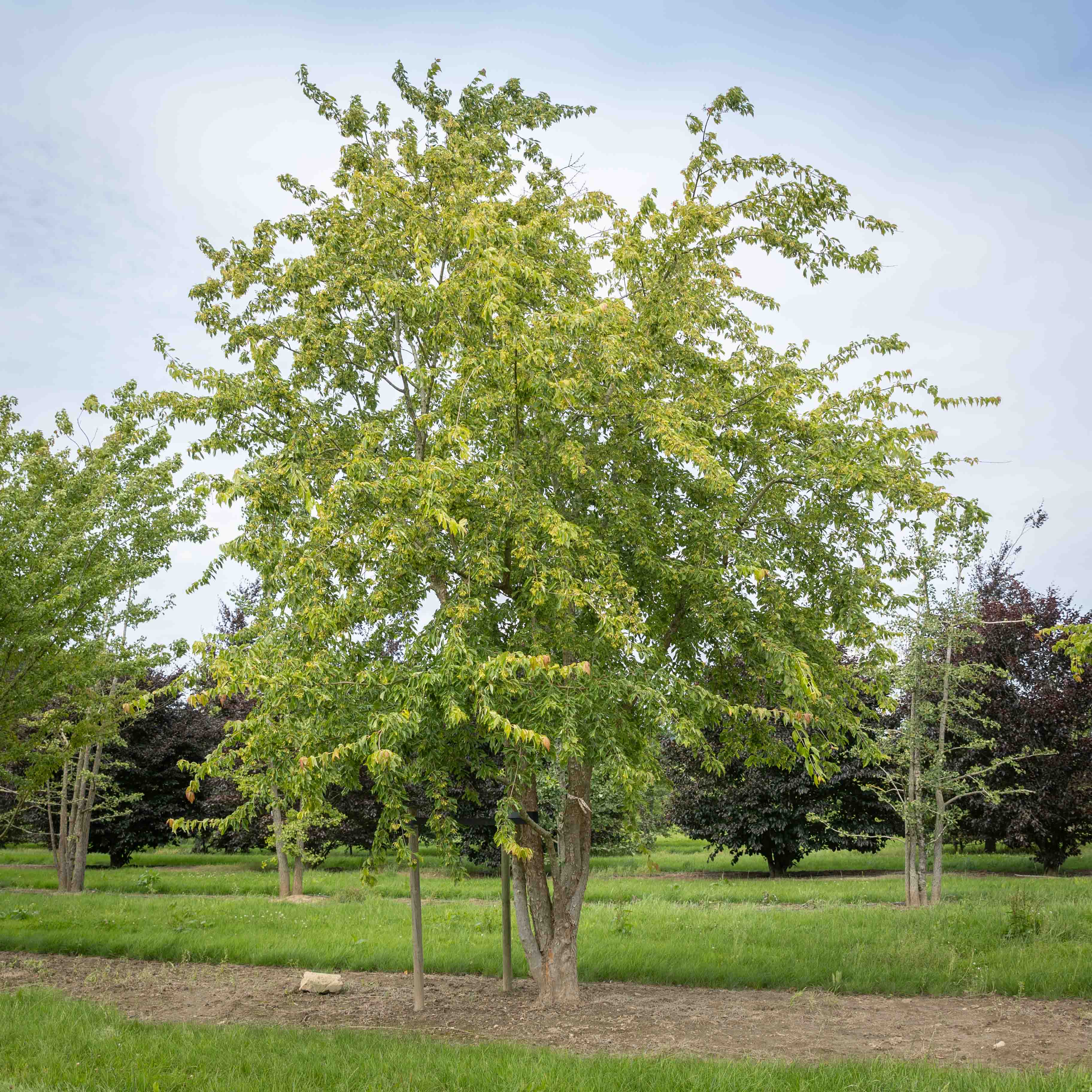 Baum im Sommer, zwei Stämme