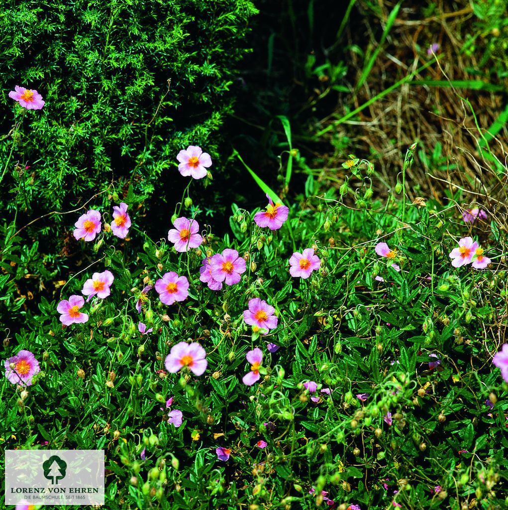 Helianthemum 'Lawrensons Pink'