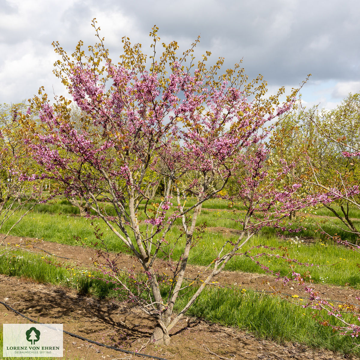 Cercis siliquastrum