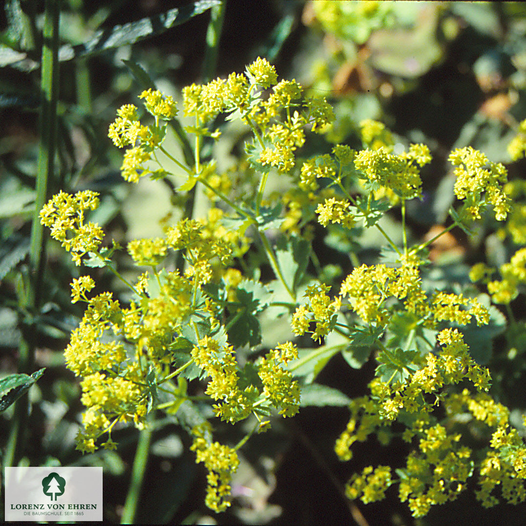 Alchemilla xanthochlora