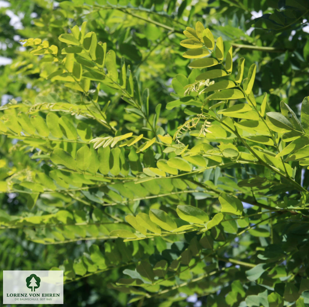 Robinia pseudoacacia 'Bessoniana'