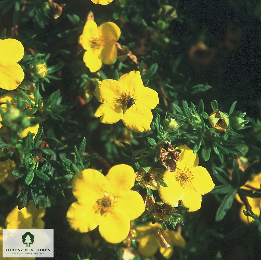 Potentilla fruticosa 'Goldfinger'