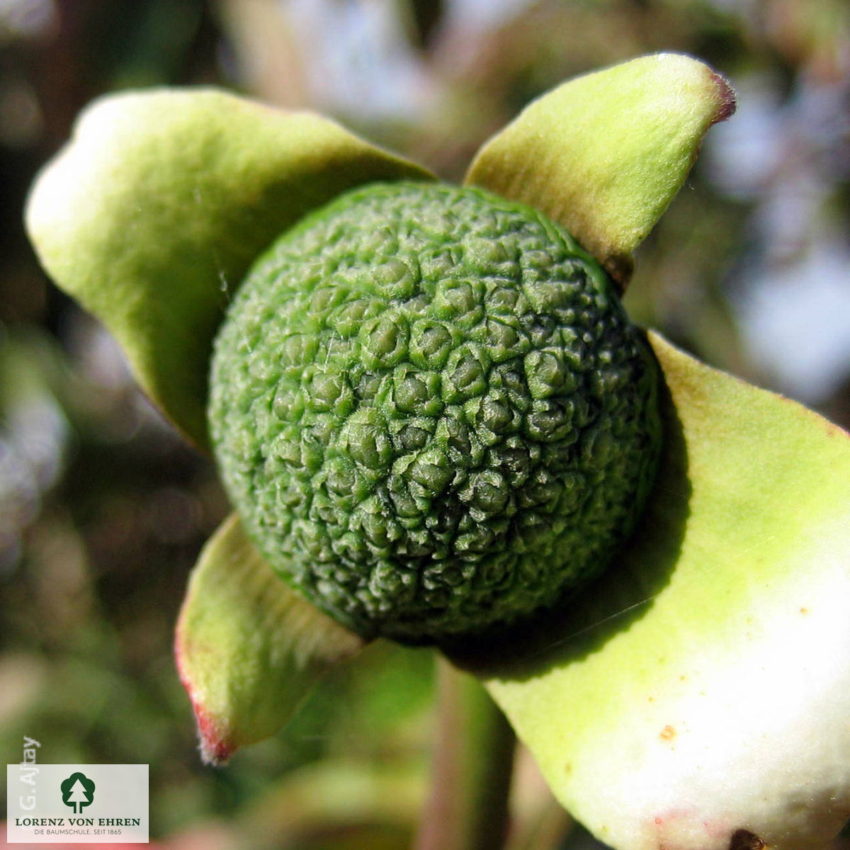 Cornus nuttallii