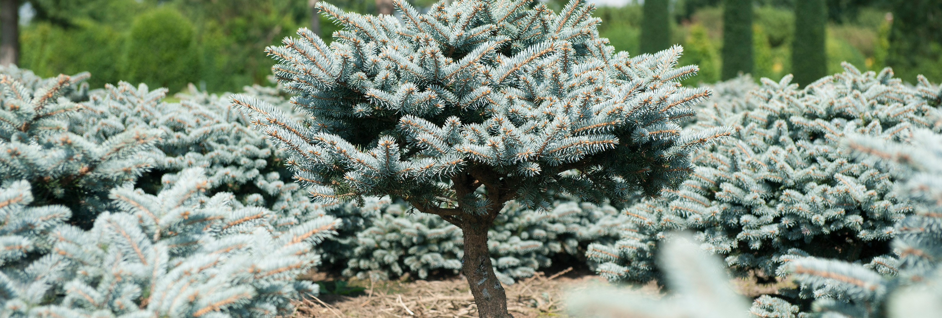 Nadelbaum