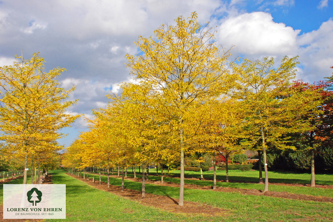 Gleditsia triacanthos