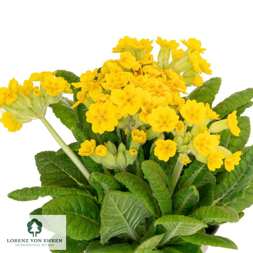 Primula veris