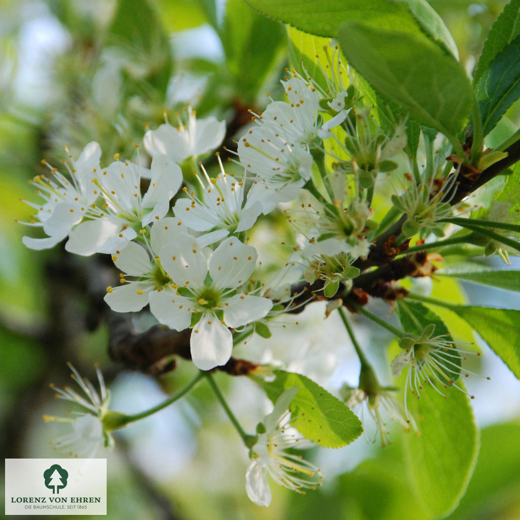 Prunus domestica 'Mirabelle von Nancy'