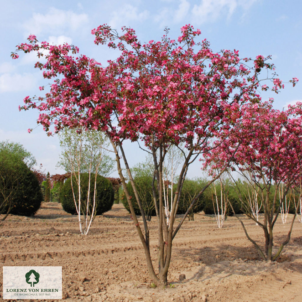 Malus 'Rudolph'