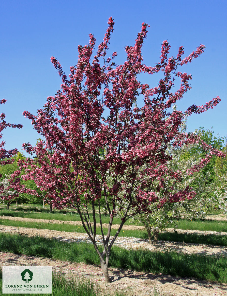 Malus 'Dark Rosaleen'