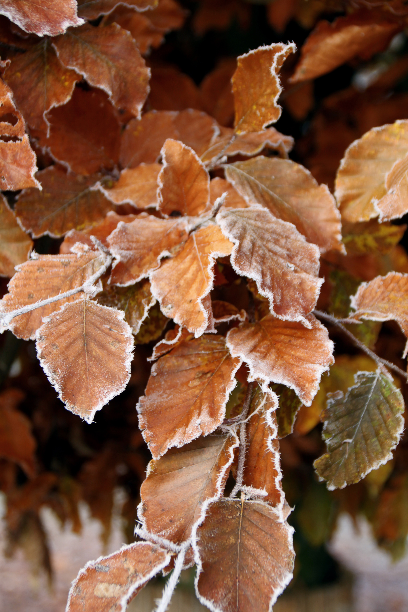 Fagus sylvatica 'Pendula' Unikat