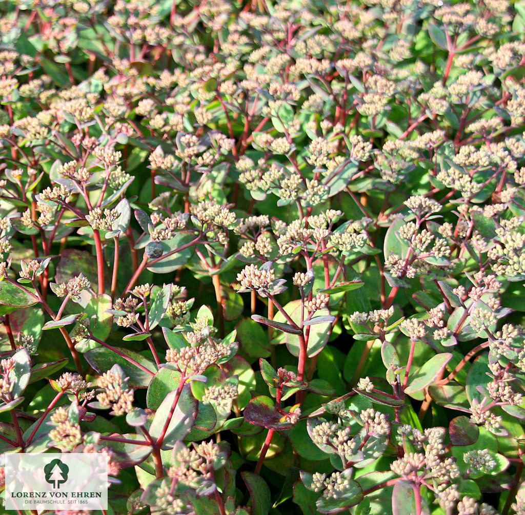 Sedum 'Matrona'