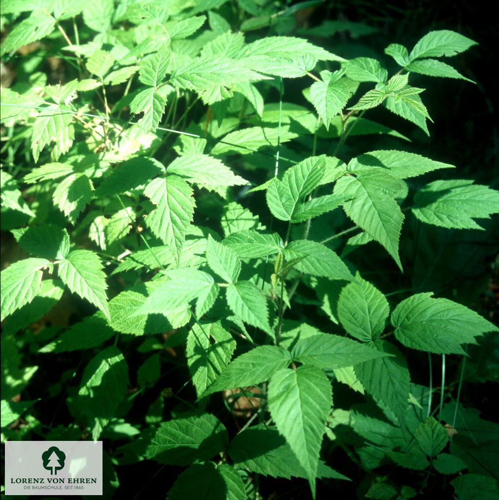 Rubus idaeus