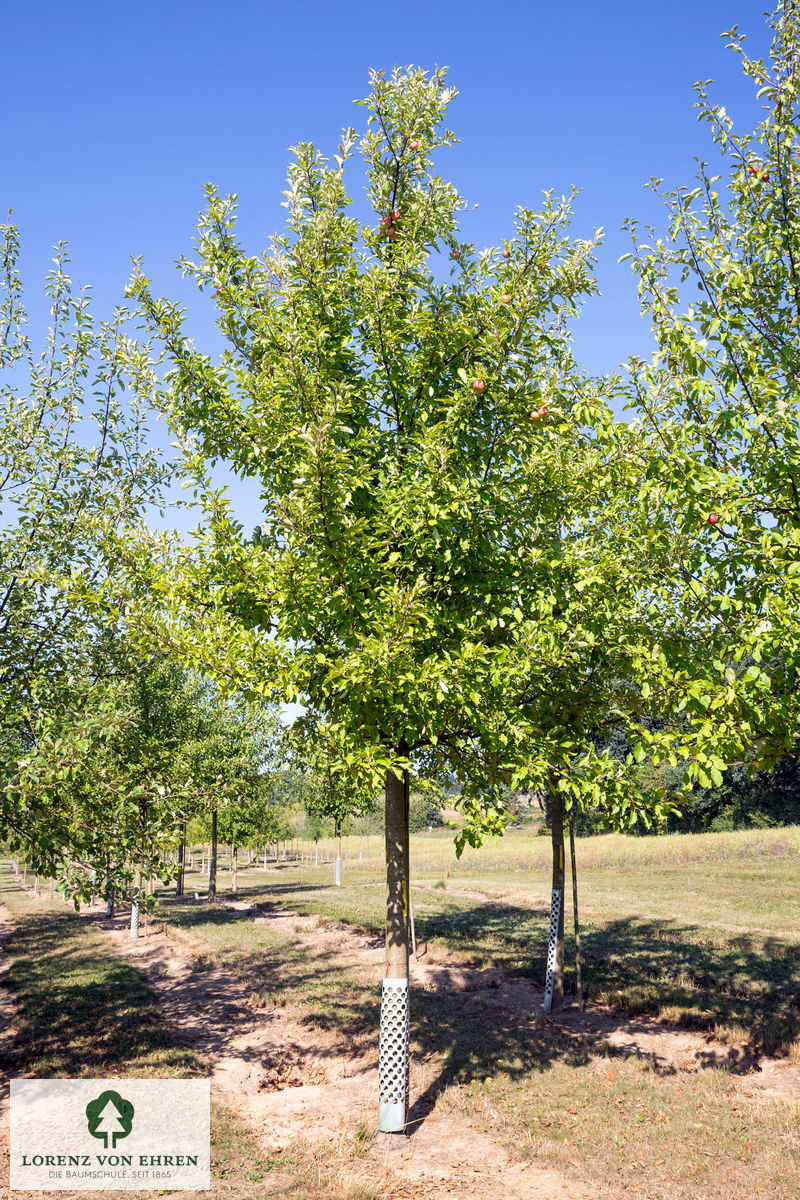 Malus domestica 'Elstar'