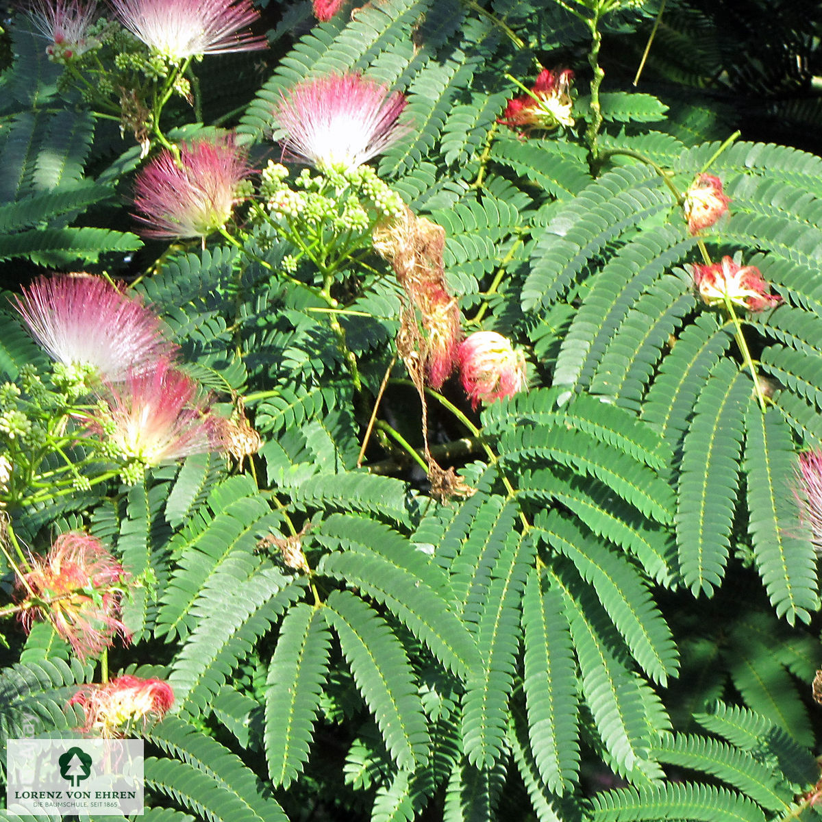 Albizia julibrissin 'Ombrella'