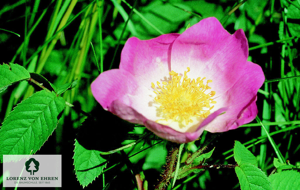 Rosa gallica